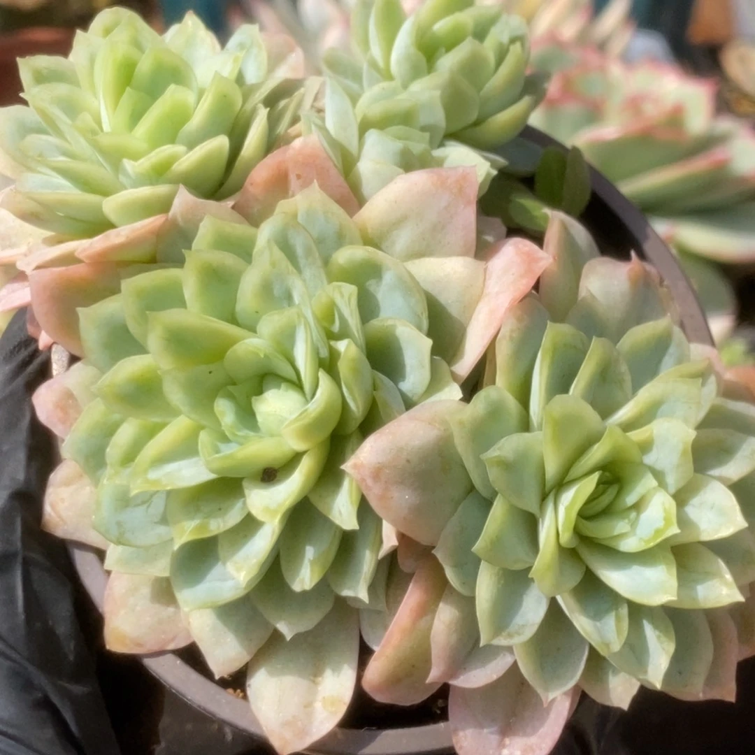 406冰玫锦锦锦锦锦锦