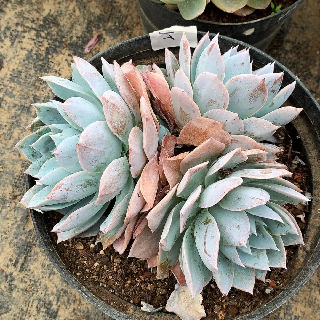 木樨甜心一物一拍25.60