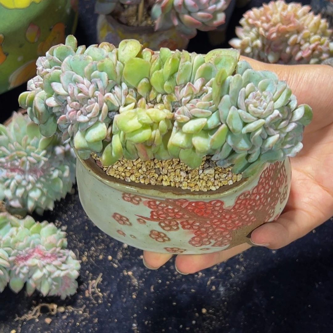 雪盐冰魄叶插 天天