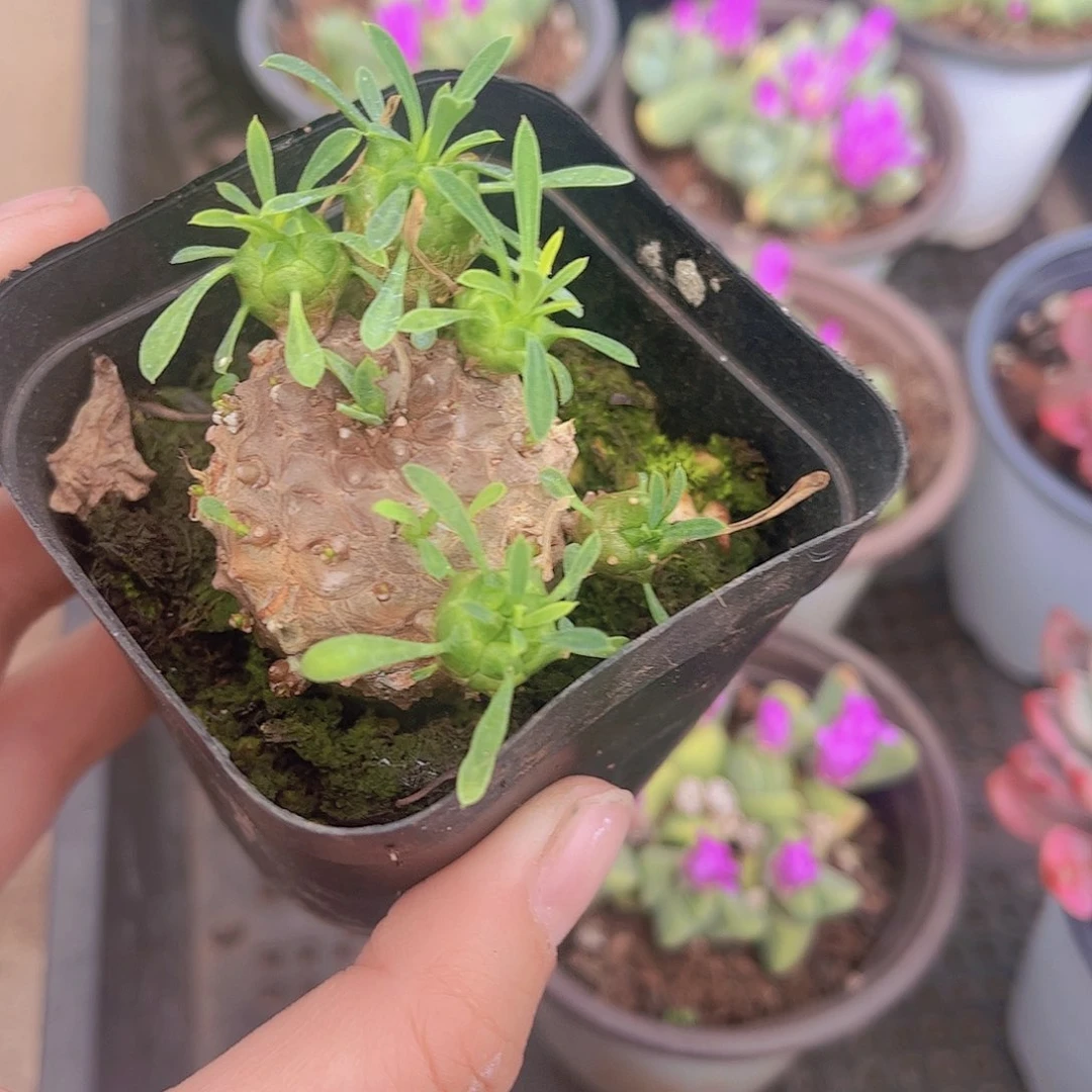 美*洋多肉峨眉山多肉植物