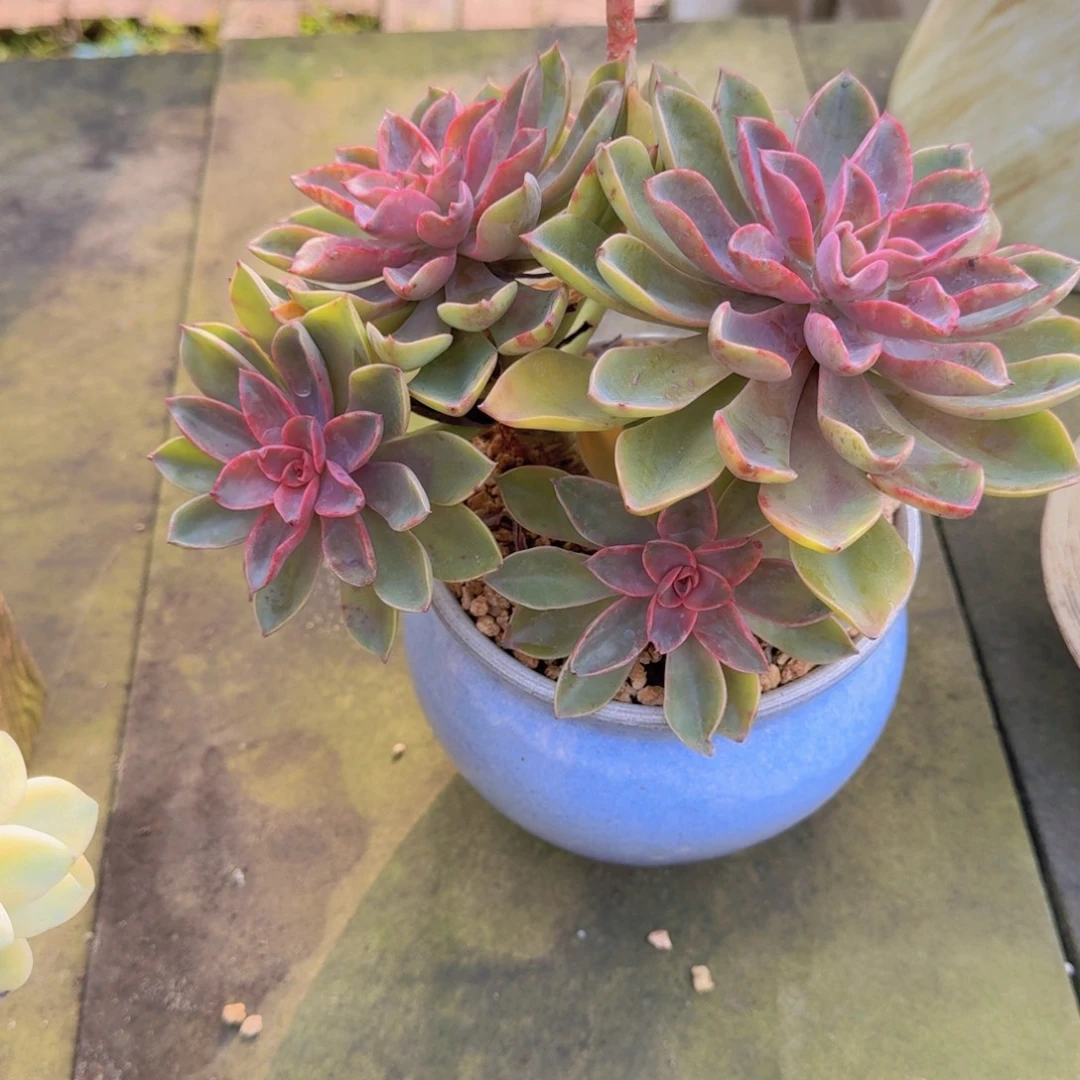 紫气东来带盆土78