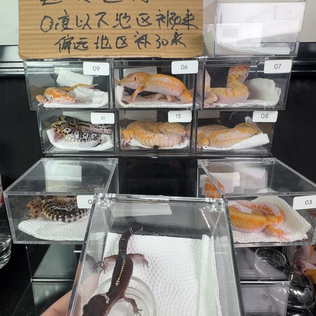 豹纹守宫黑夜弟弟