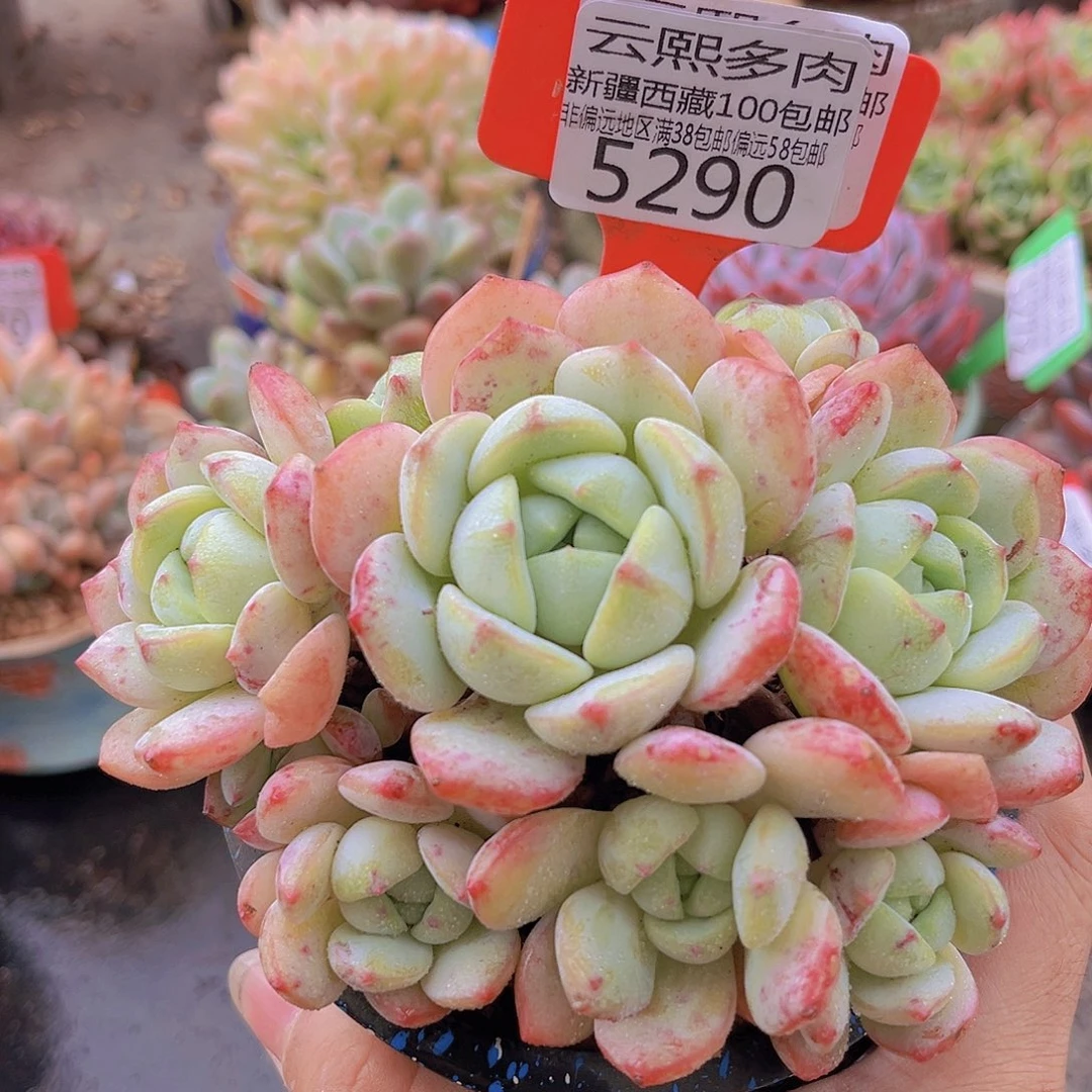 5289香草。