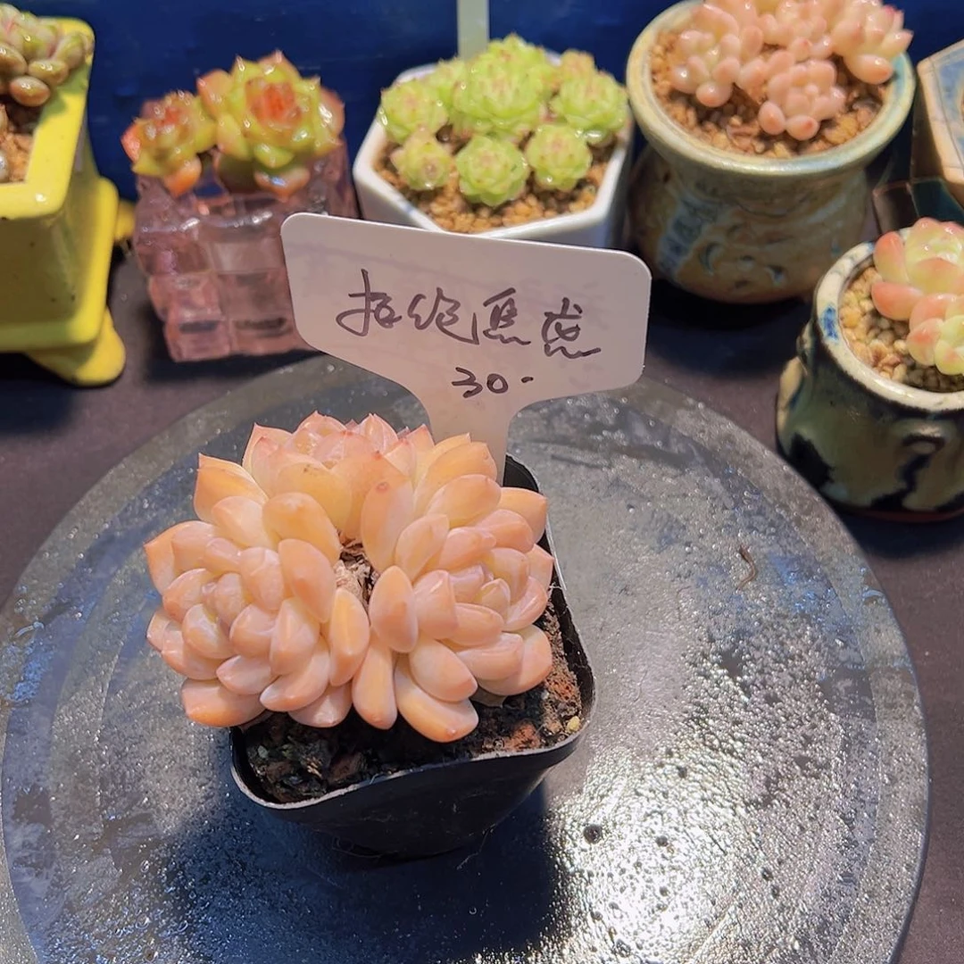 新品，多肉植物，……