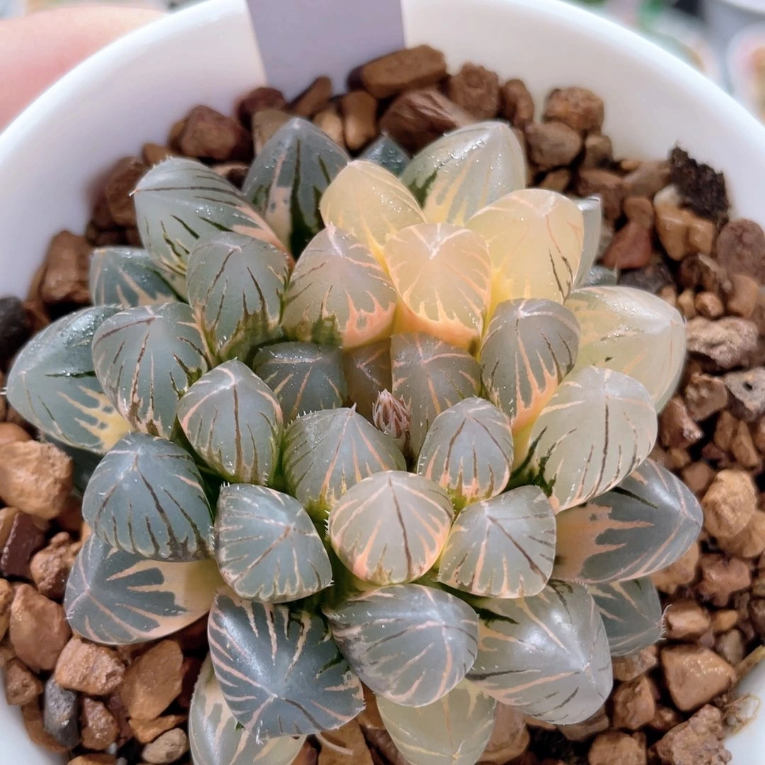 72霓虹灯母本。        