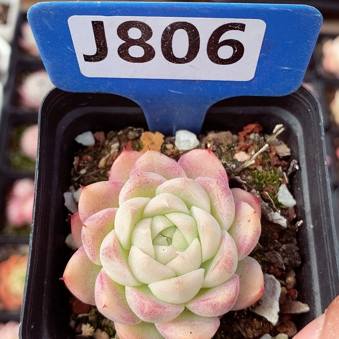 福利5cm左右多肉植物