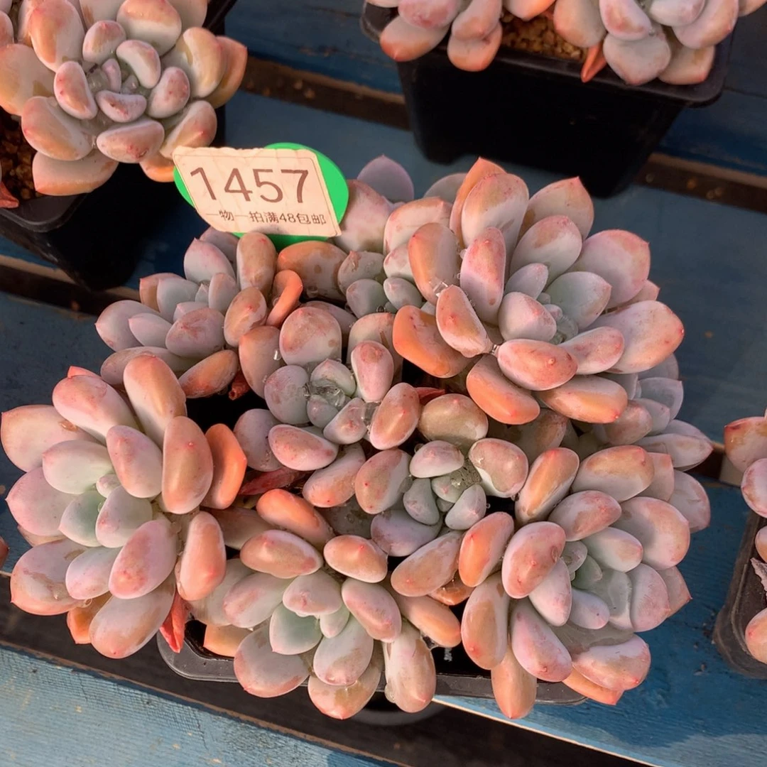 三明治美人老桩平头1457