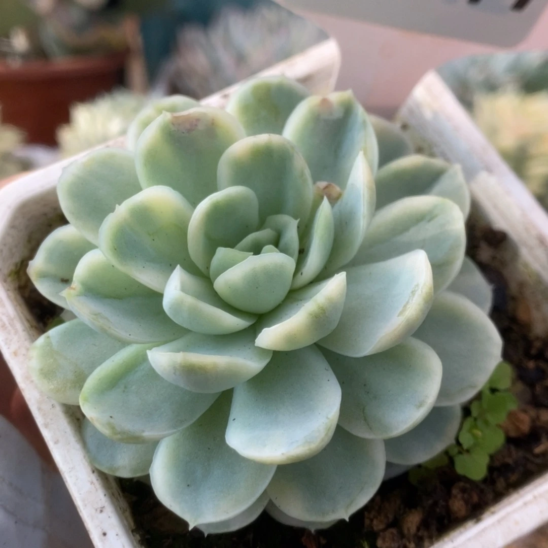 547贝瑞锦锦锦锦锦