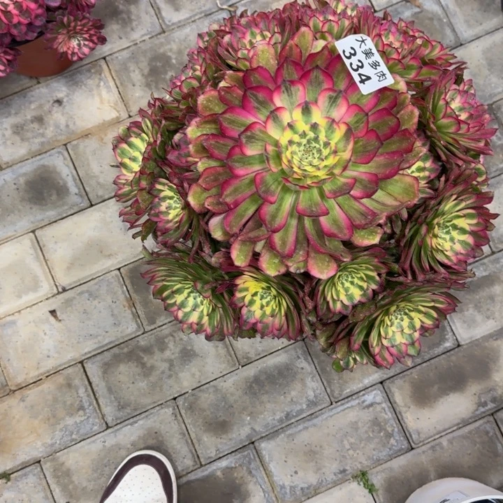 雾**花维纳斯334肉肉