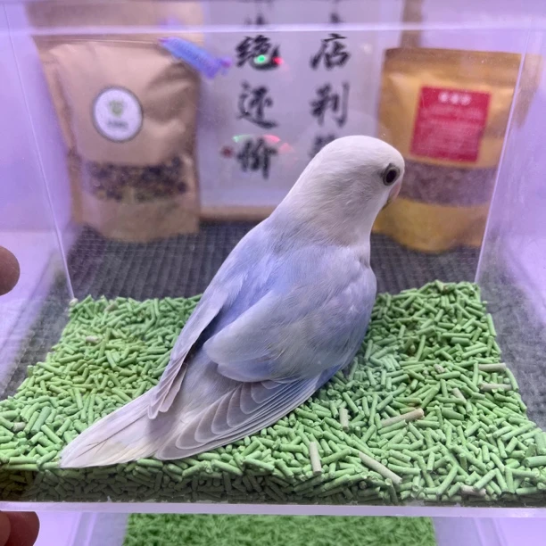 独立精品蓝澳闪母L35602-牡丹鹦鹉