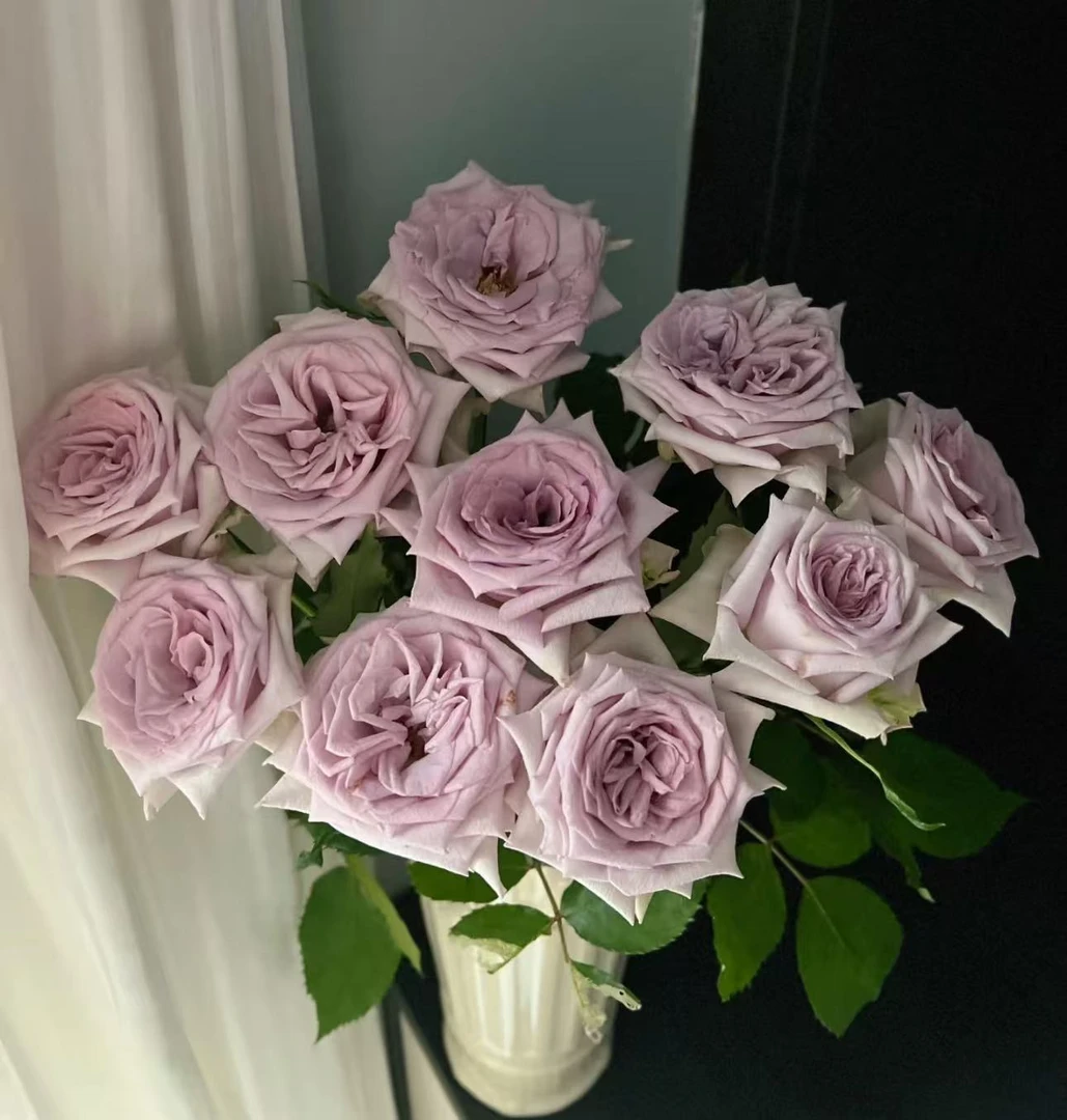 【紫荔枝AK】10枝单头玫瑰  | 全场任意满两单鲜花包邮