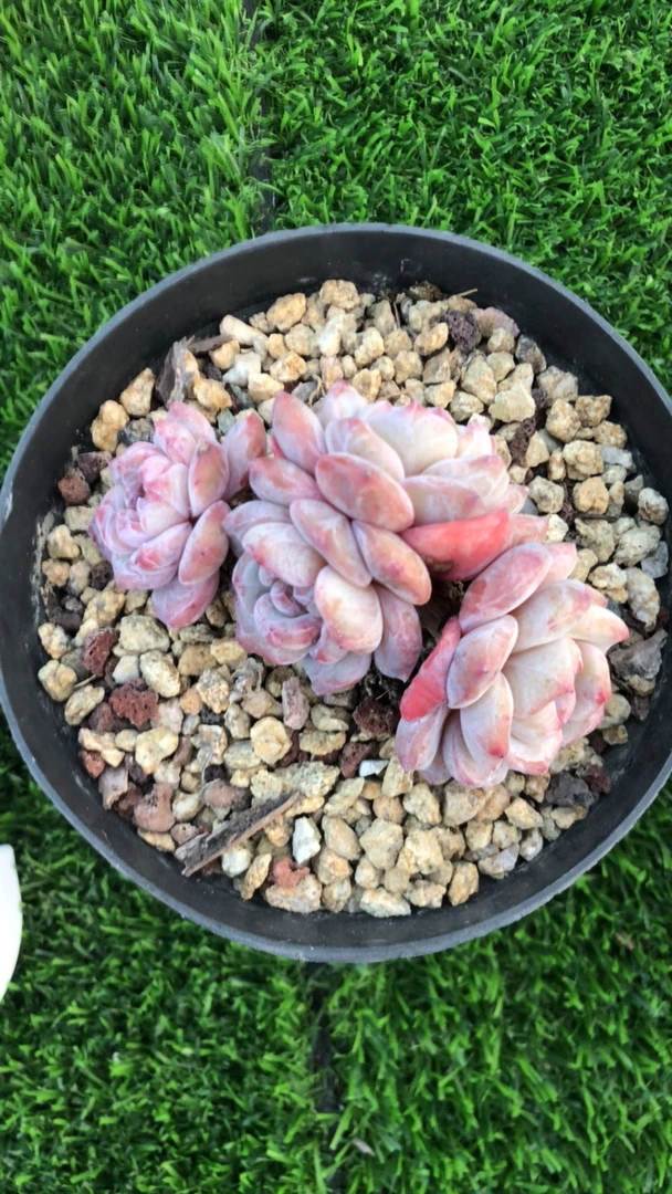 思思专拍星影多肉