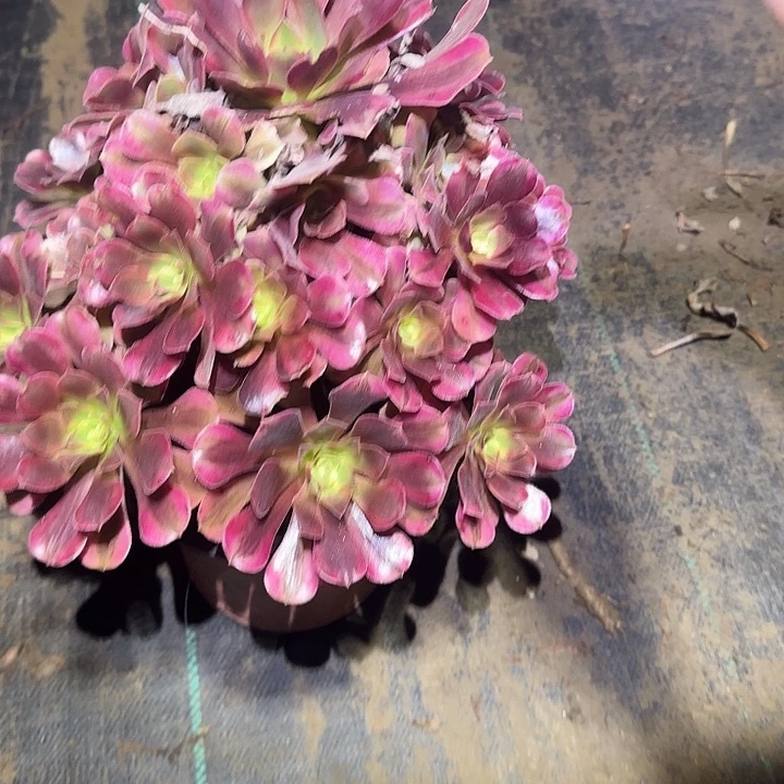 腾***腾一物一拍不包侧枝103