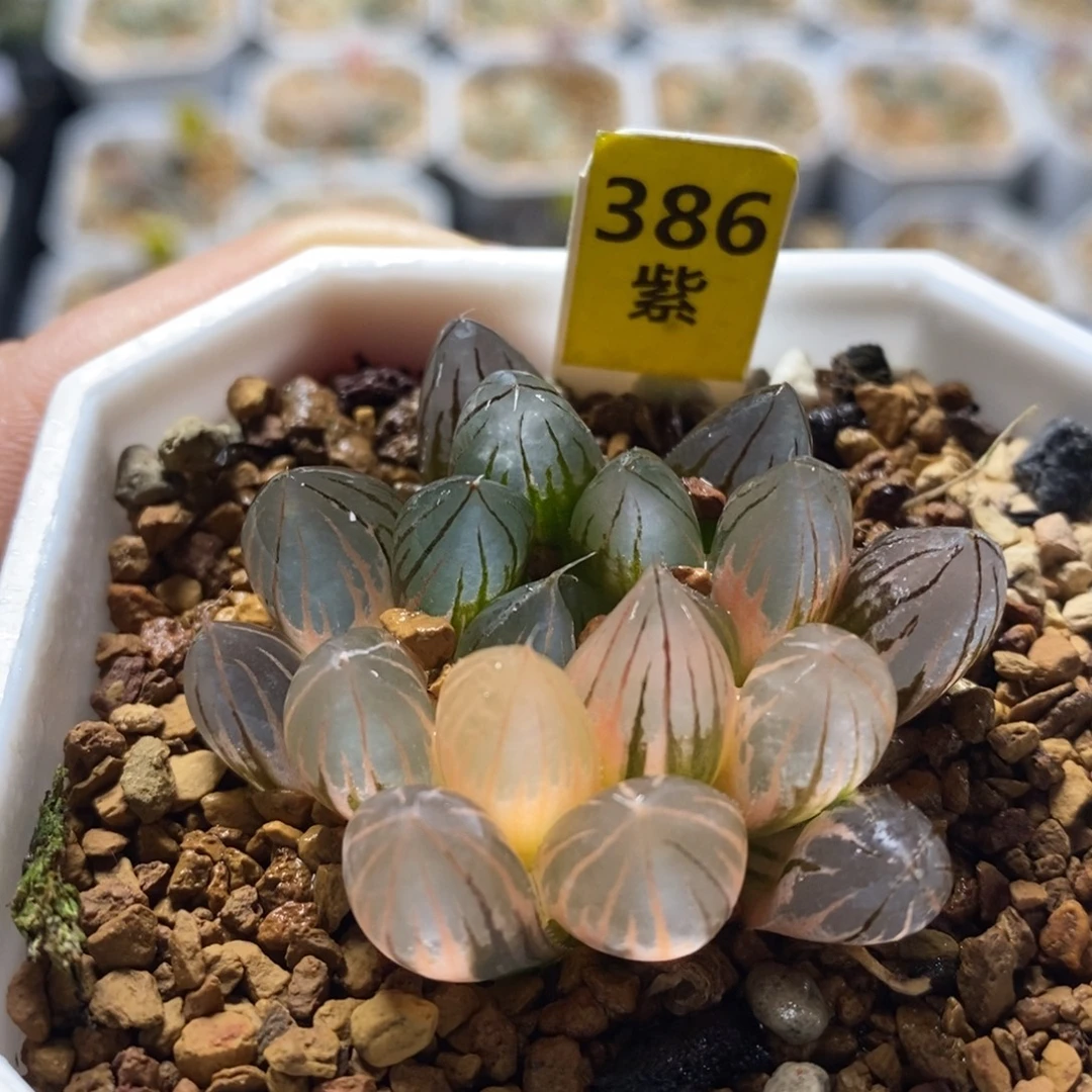 不开花植物386霓虹灯