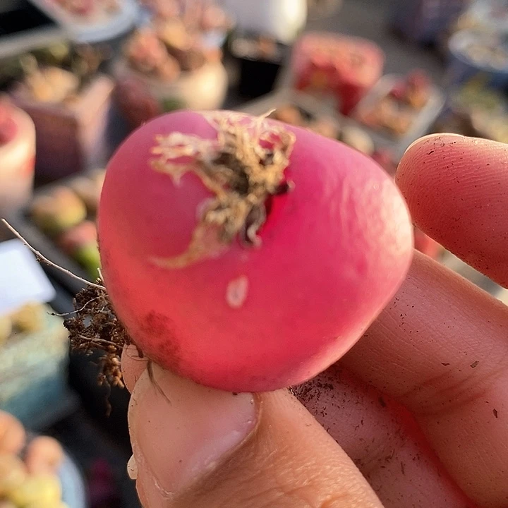 19516巨大一颗有伤