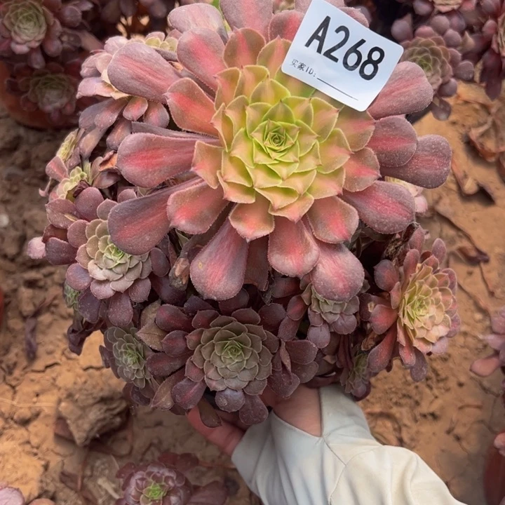 铜壶中班多肉植物268.