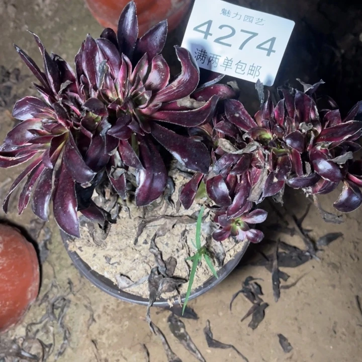 4274巫毒的人多肉的