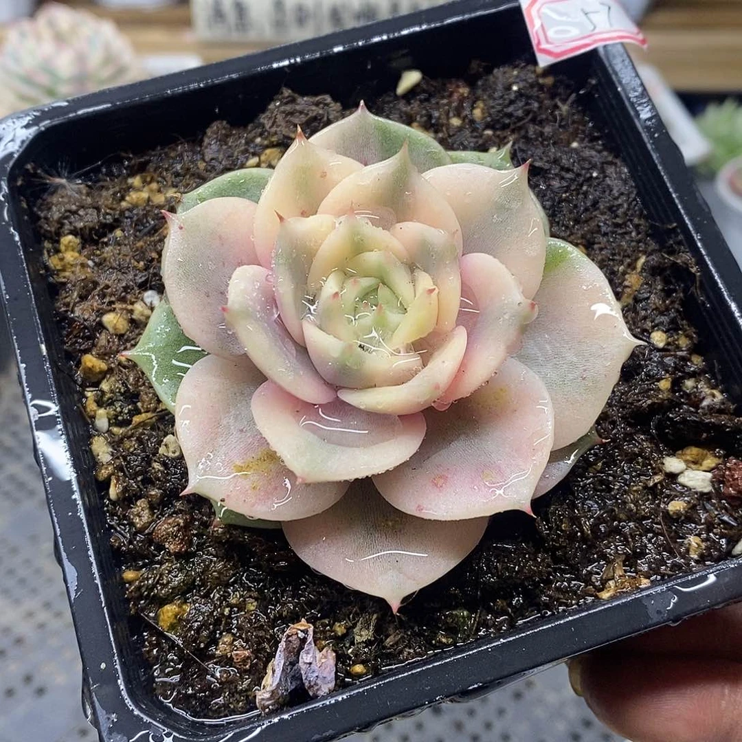 0757 绿底贝加尔湖覆轮锦