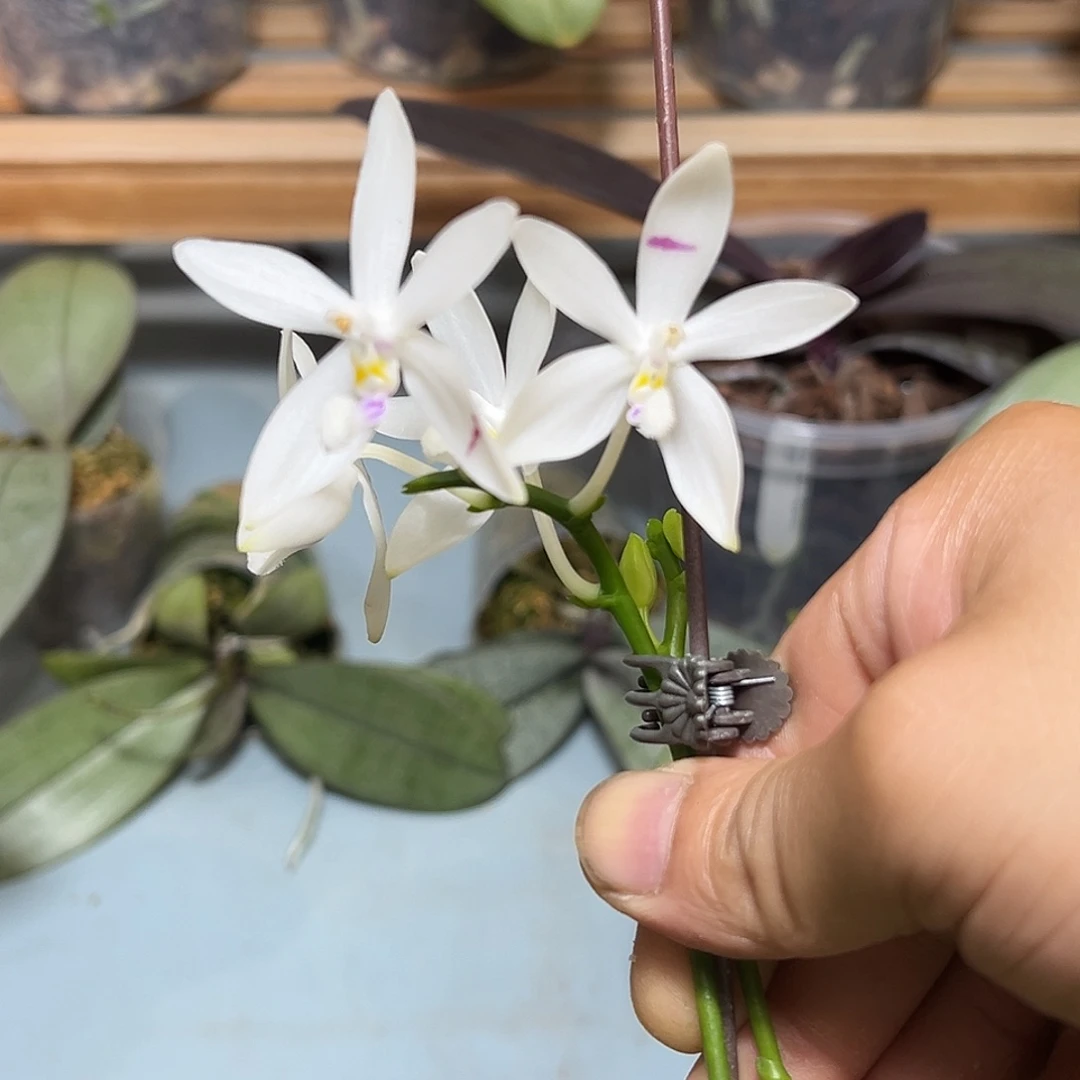 大部分开放少量花苞