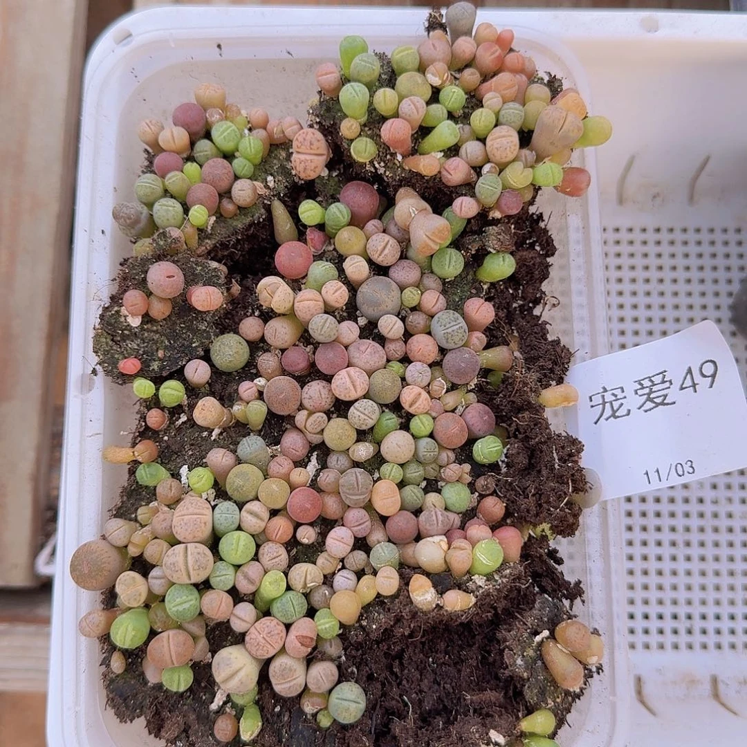 直播福利一物一拍49