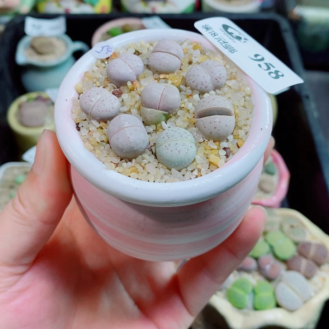 生石花花花花花958