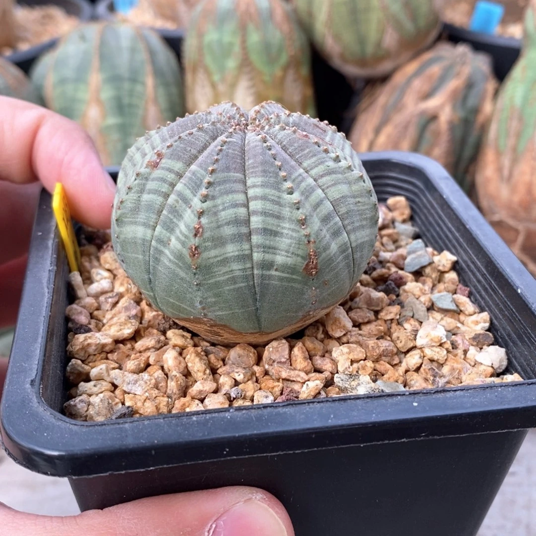 14 欧系实生布纹球多肉植物