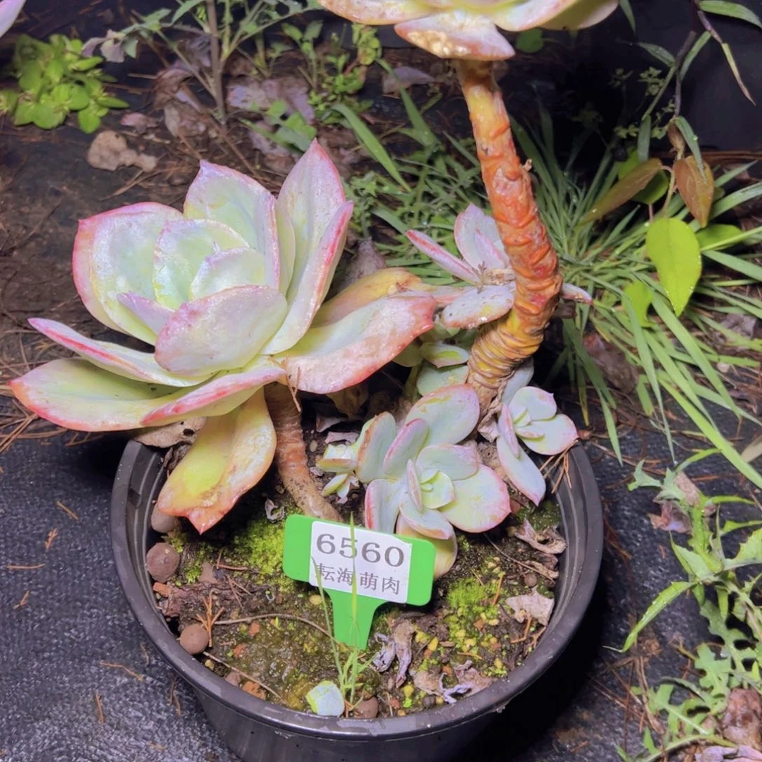 b***茶白凤6560多肉植物
