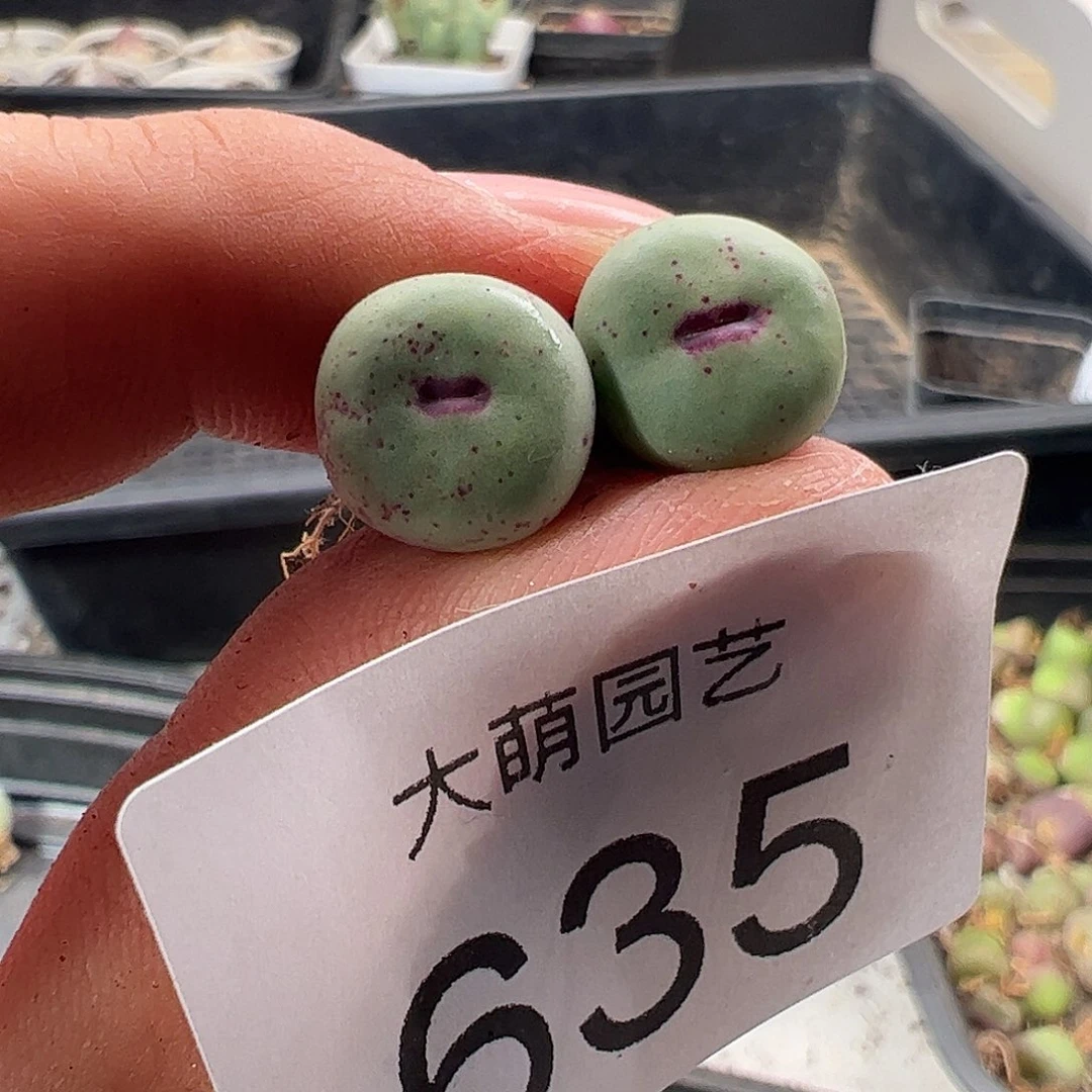 一物一拍清盒福利默认有瑕635