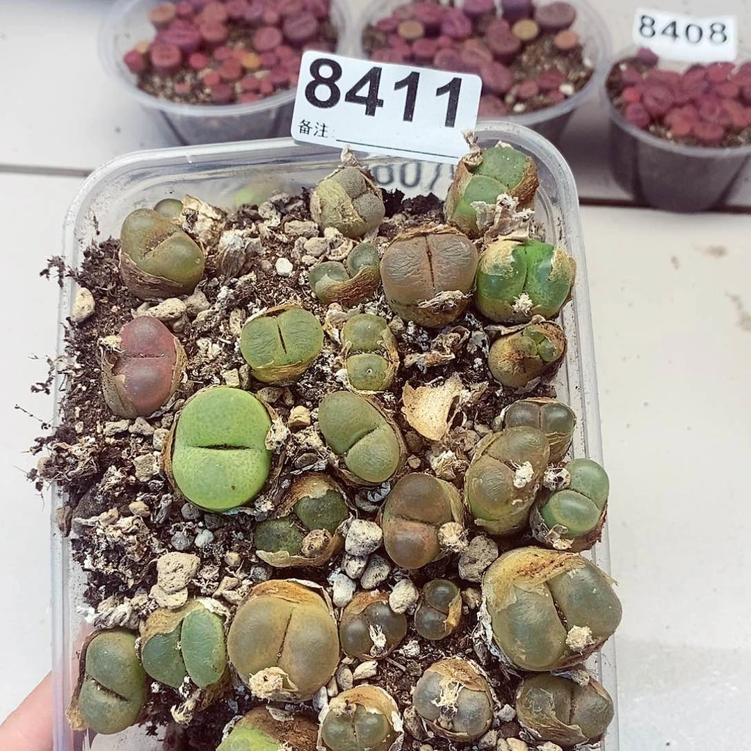 8411毛汗尼龙卡咯
