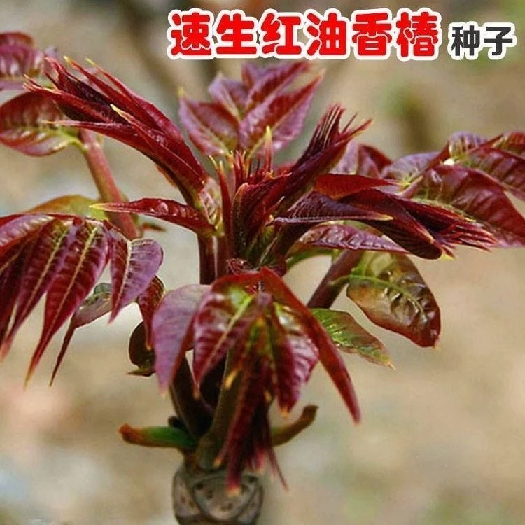 香椿种子速生红油香椿种子红叶香春芽苗菜四季种植农家菜