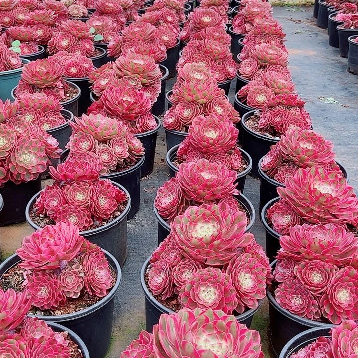 赤子心群生黑盆多肉植物大战