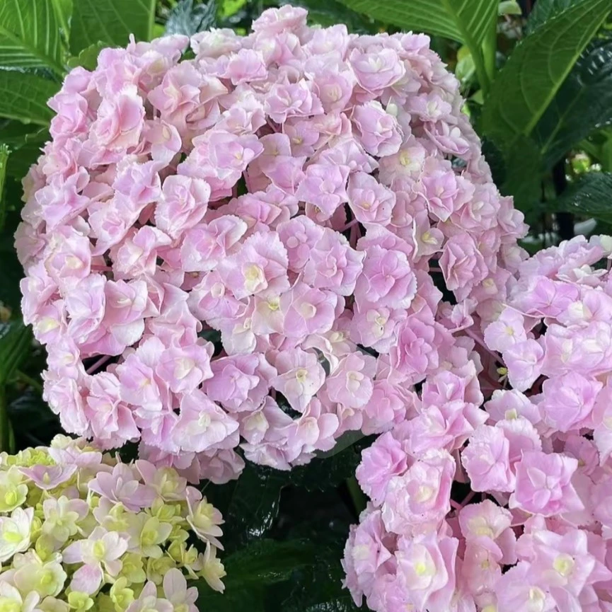 两加仑绣球花盆栽-贵州露天绣球-耐寒耐高温基地直发