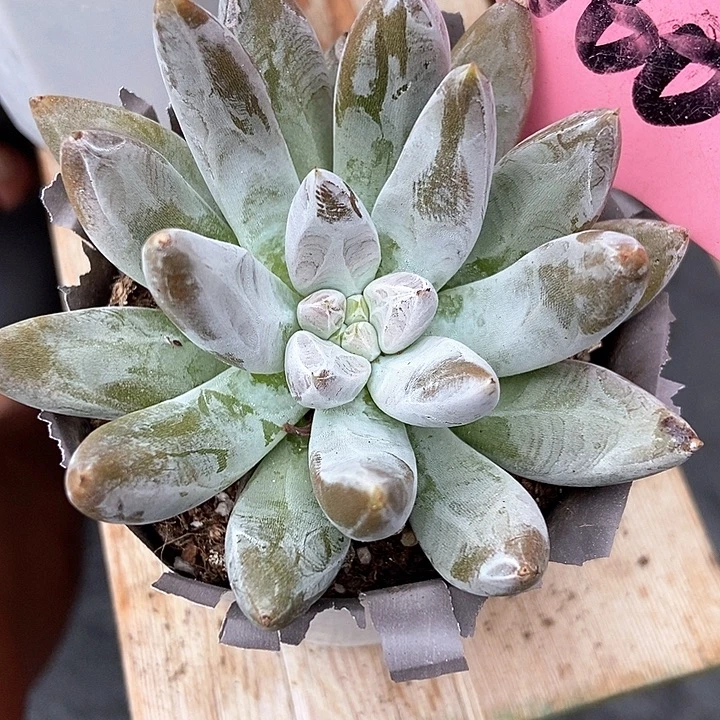多肉植物杜力万160多肉