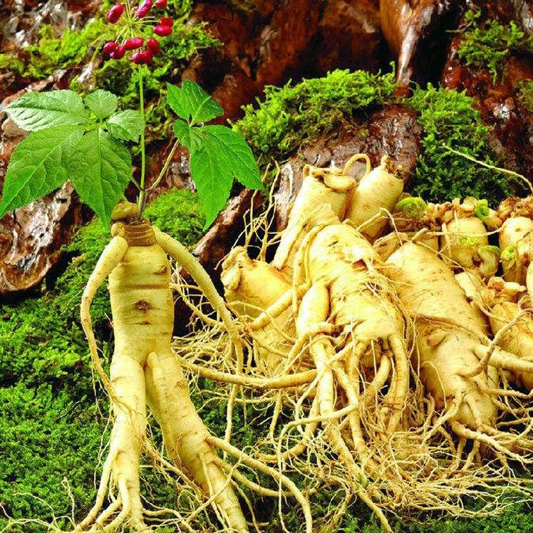 长白山人参种子野山参人参四季易种中药材易活室内观花卉盆栽