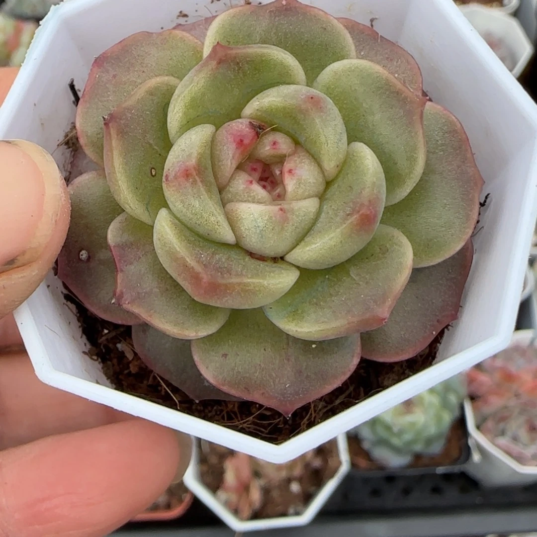 小卡拉米糖心一物一拍