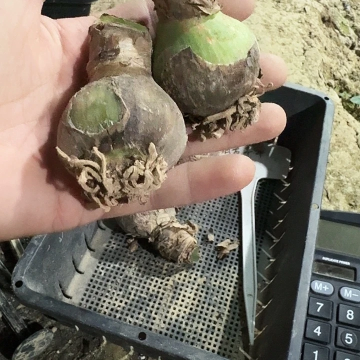暖羊羊朱顶红一棵4.5
