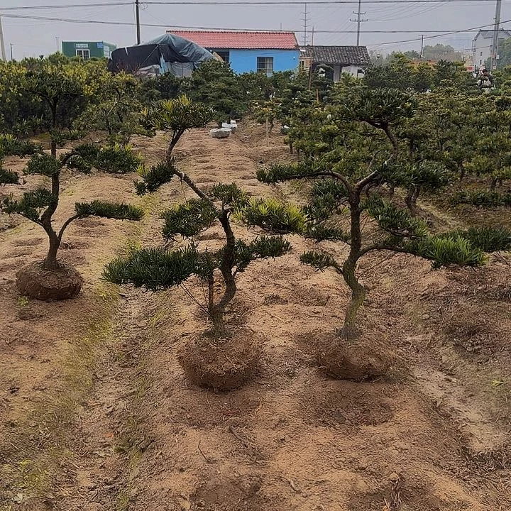 无花朵罗汉松高度95厘米左右