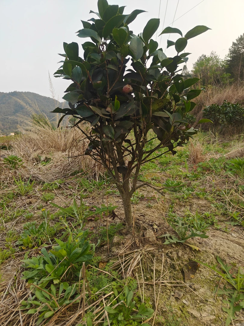 (基地土球）露天地栽种植香妃红赤丹五色赤丹四季茶花夹竹桃山茶花