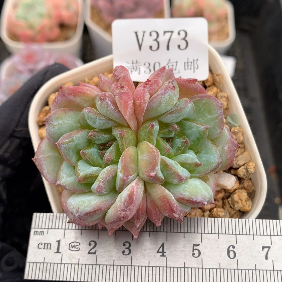 373。钻石糖。双心糖心。