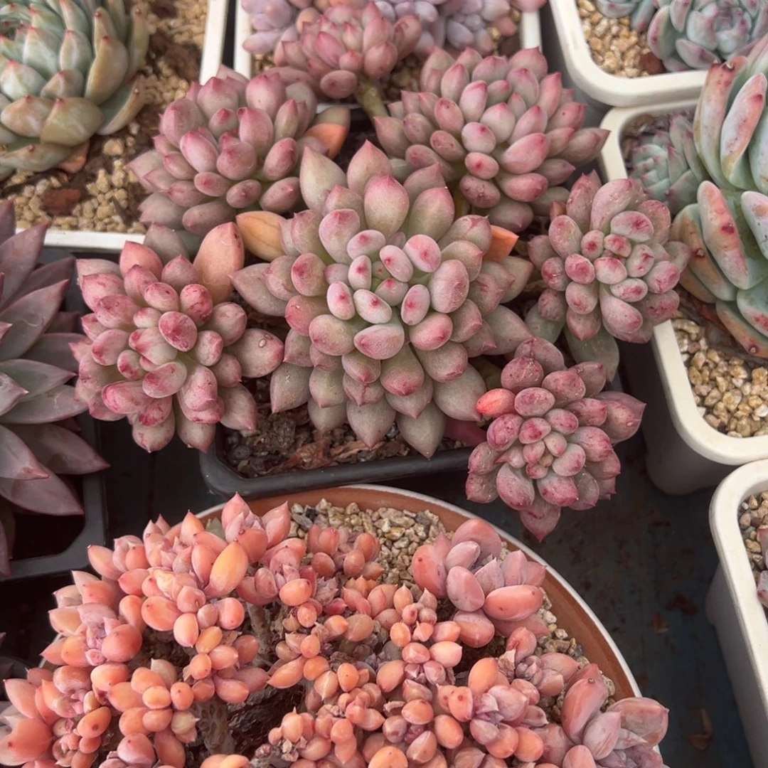 精品多肉植物老桩