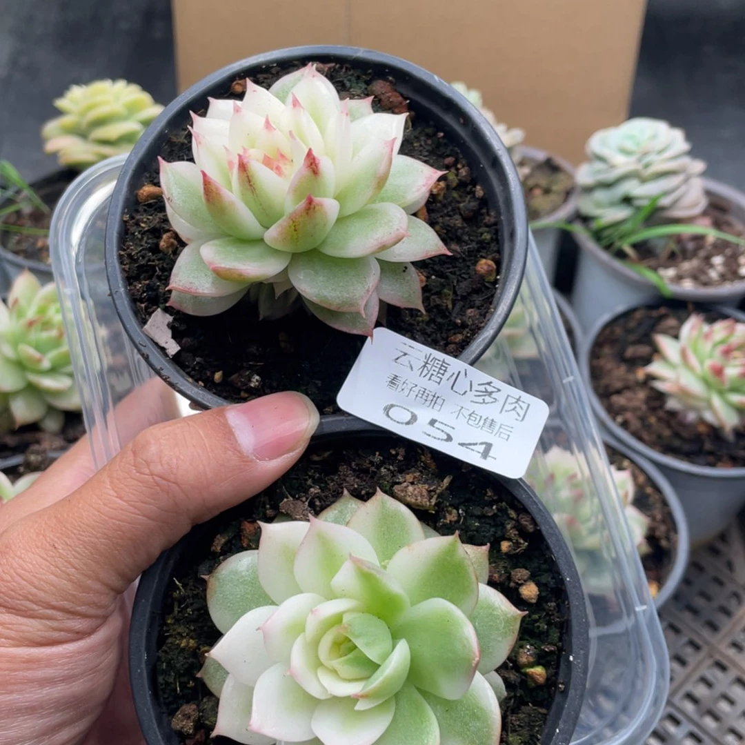 咕***吖云糖心多肉植物54