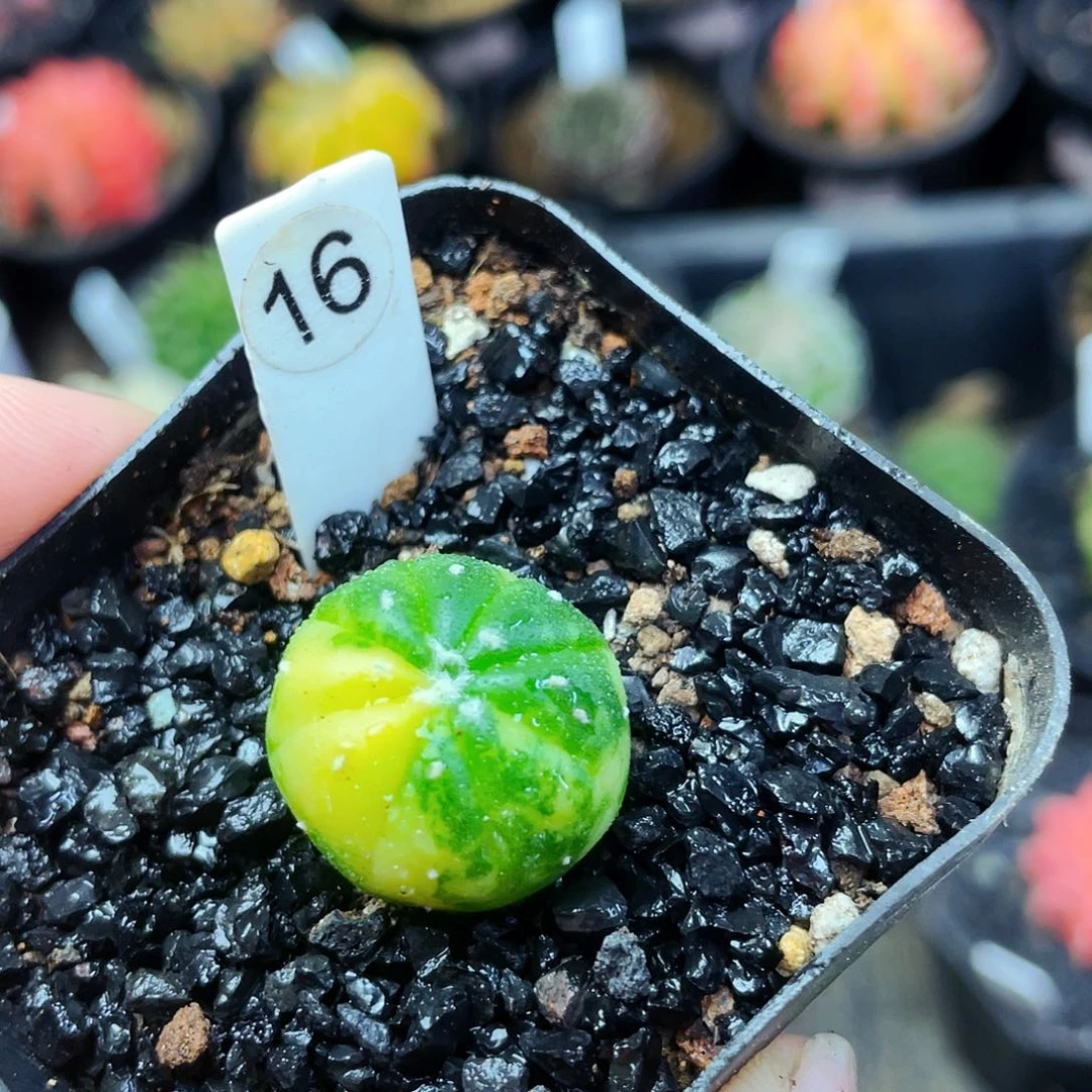 兜锦2cm 非偏远地区满25包邮仙人球裸根