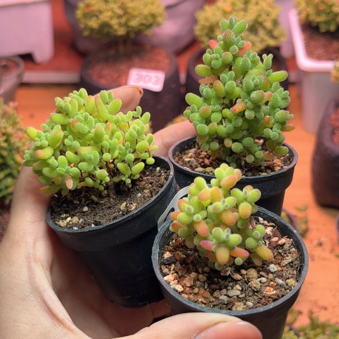浮*356金桔蜜桔可爱多肉植物