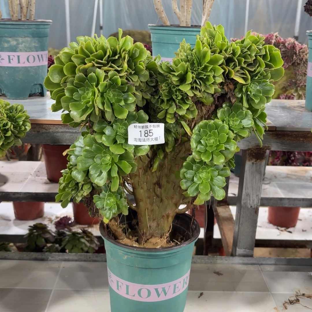 185绿羊绒缀化多肉植物