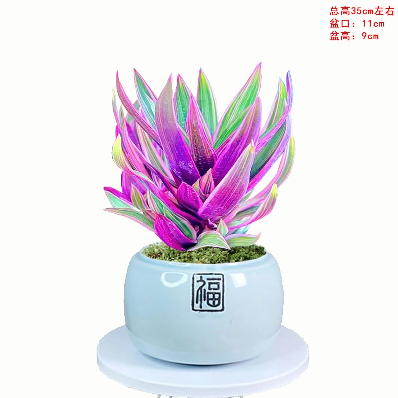 紫露兰四季常青紫色盆栽办公室客厅桌面观叶植物室内绿植阳台观赏