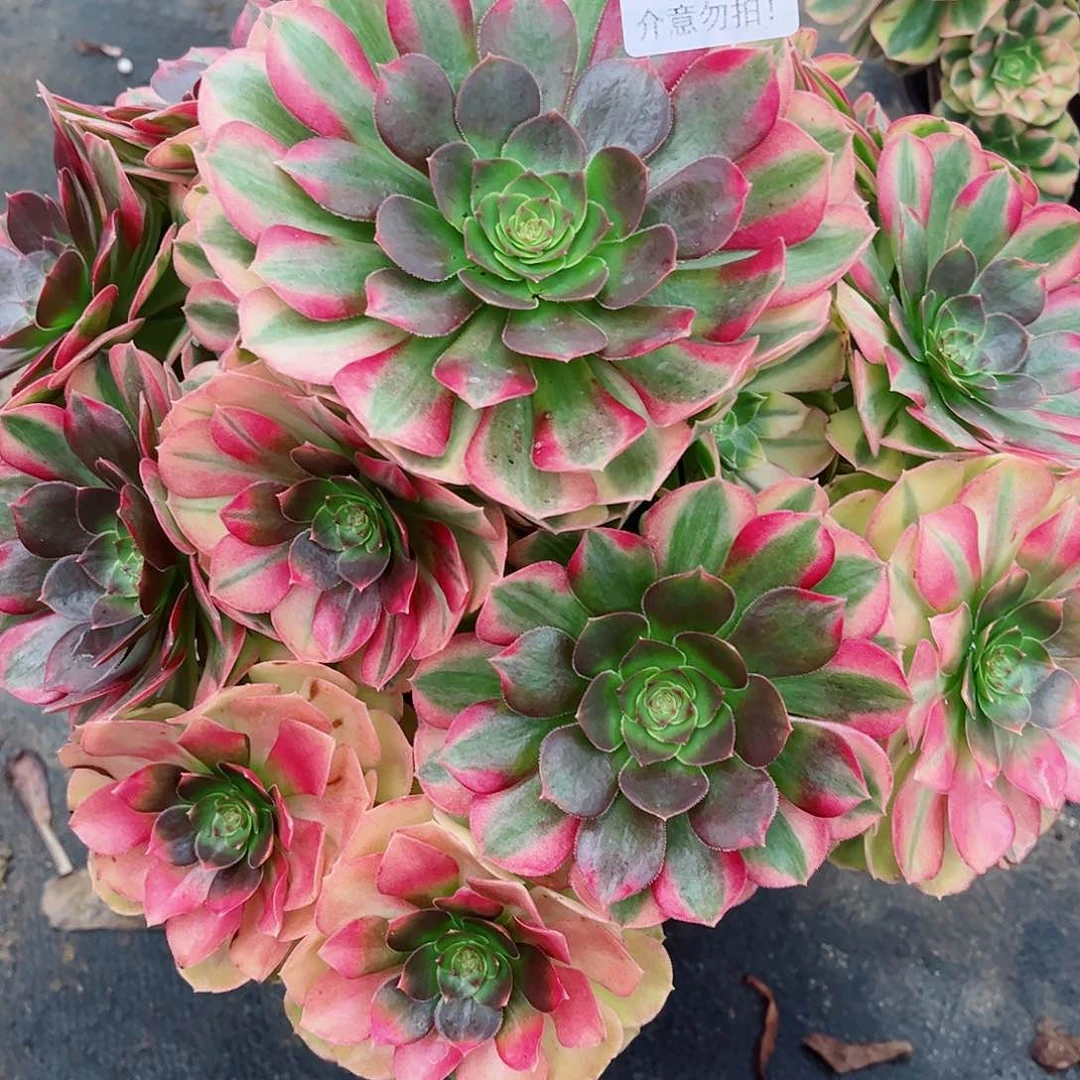 无花朵宏***梯多肉植物911雨何