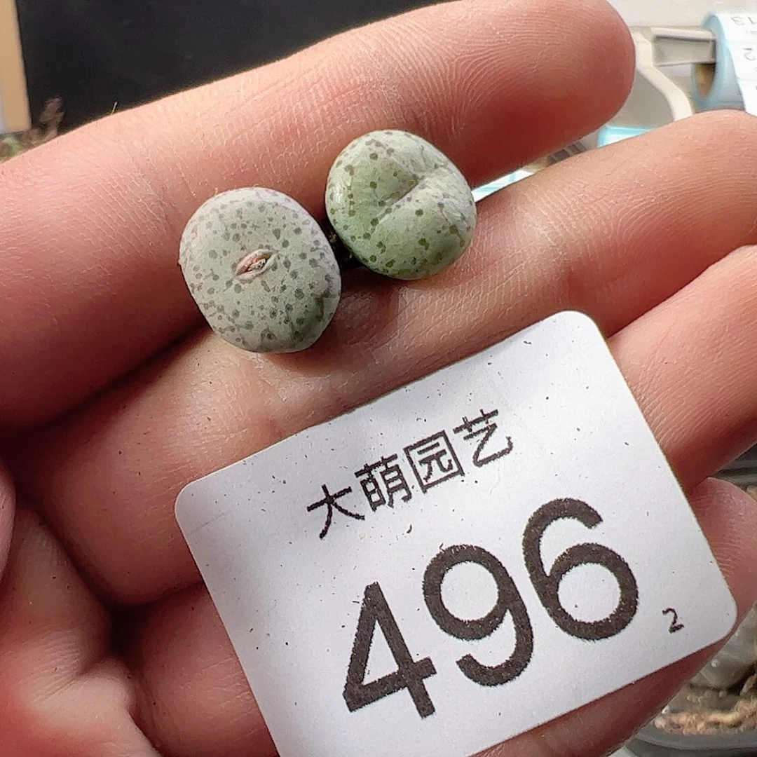 0000496 肉锥一物一拍……