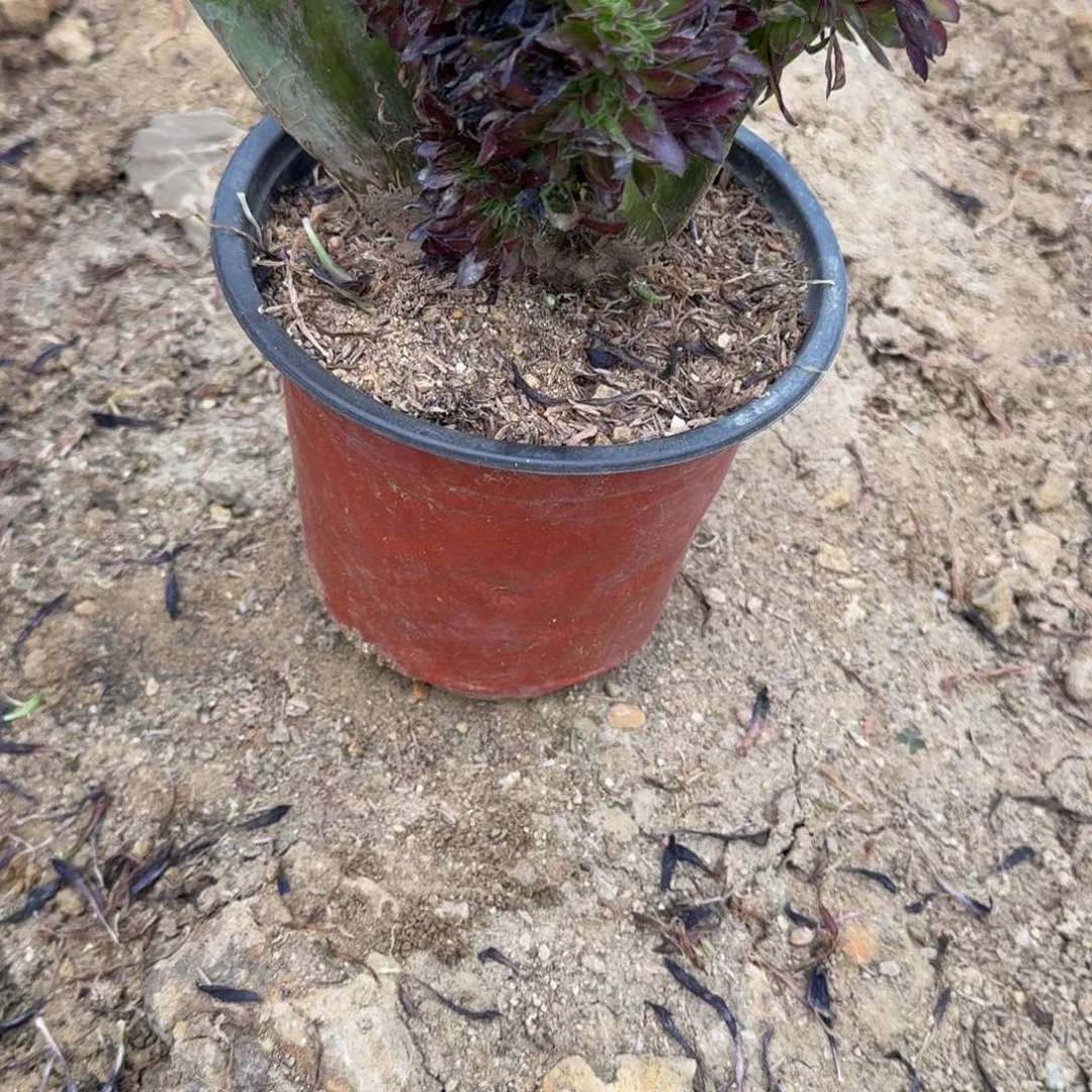 ?**?167荔枝寄养到秋上白盆