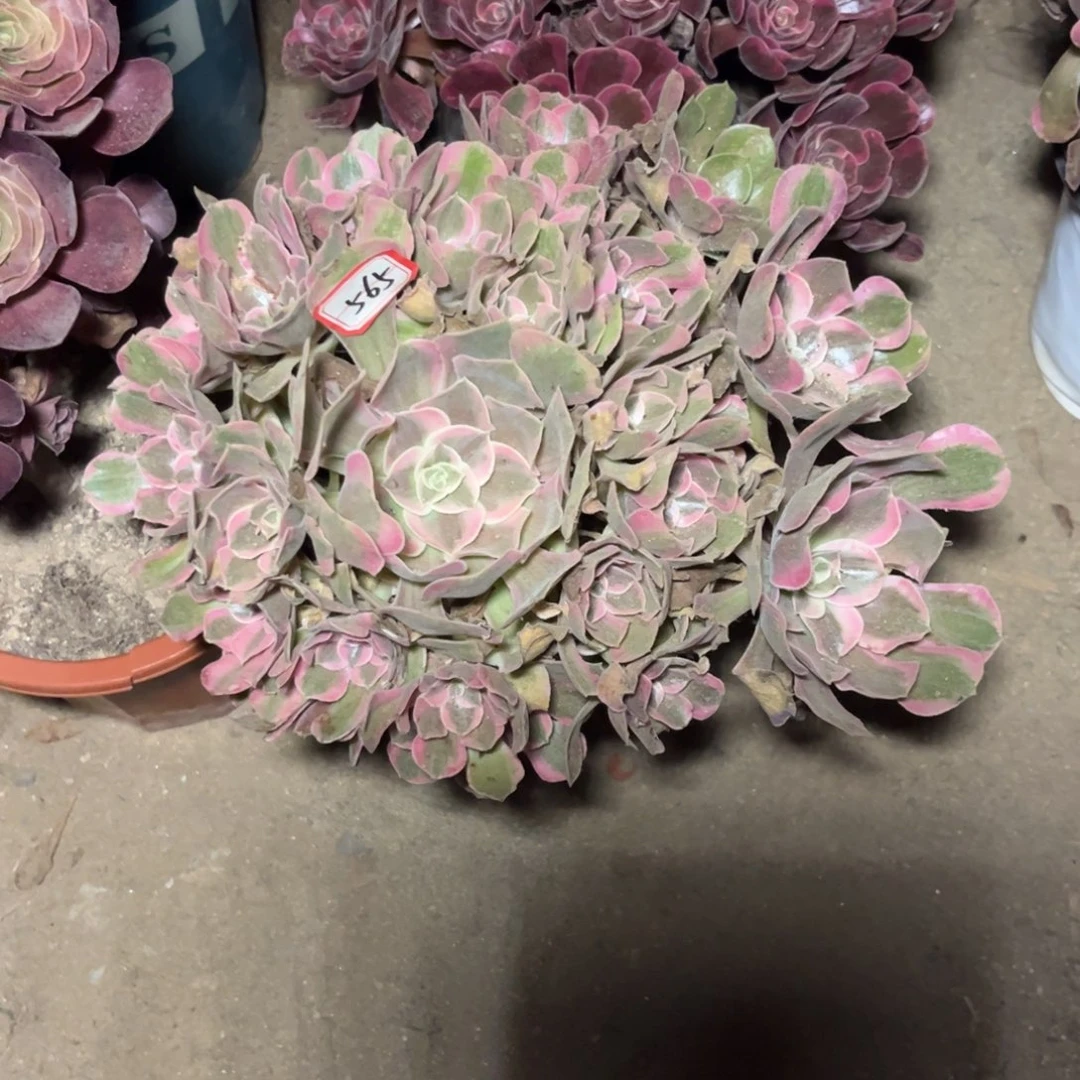 565多肉植物男神法师