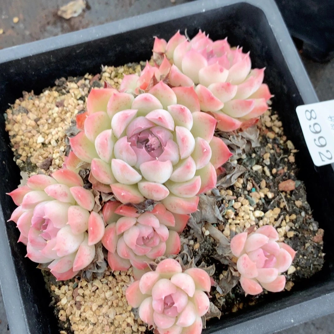 8992不包整散掉头特价处理